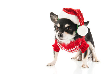 Black Chihuahua for Christmas