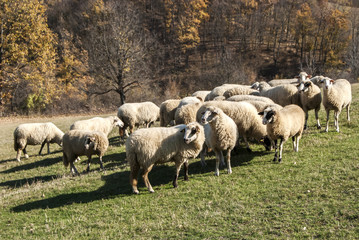 Obraz premium Herd of sheep on mountain pasture in sunny autumn day