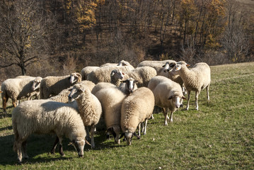 Obraz na płótnie Canvas Herd of sheep on mountain pasture in sunny autumn day