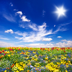 Fototapeta premium beautiful flowers meadow and cloudy blue sky