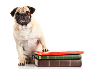 pug dog  und books isolated on white background