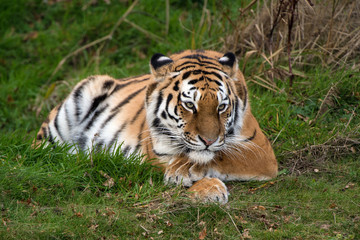 Amur Tiger