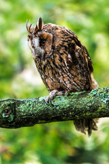 Long Eared Owl
