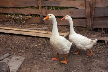 Two attentive goose on a farm