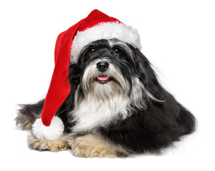 Beautiful Christmas Havanese dog with Santa hat and white beard