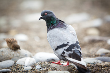 Pigeon looking at camera