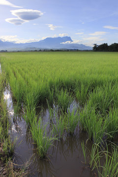 Paddy field at Sabah, Borneo, Malaysia