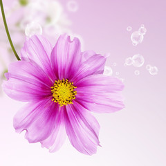 Beautiful flower card