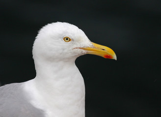 Herring Gull Profile