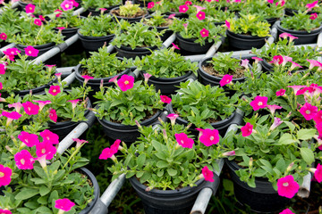 Beautiful petunia flowers close up