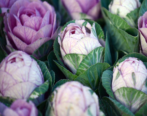 Ornamental cabbage