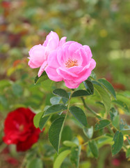 rose flower in the garden