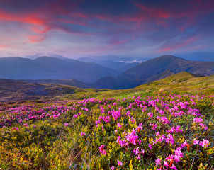 Fototapeta na wymiar Magiczne różowe kwiaty rododendronów w górach. Świt