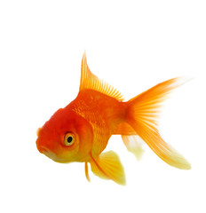 Red fish on white c