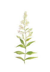 レモンバーベナ