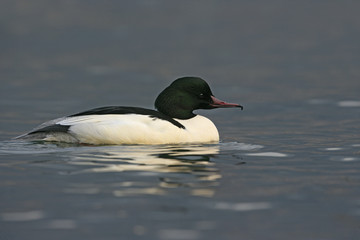 Fototapeta premium Goosander, Mergus merganser