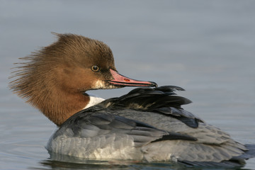 Goosander, Mergus merganser