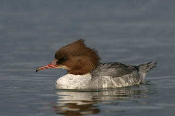 Goosander, Mergus merganser