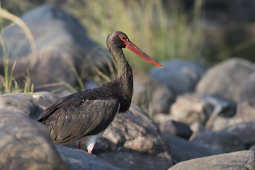 Black Stork in Ranthambhore N.P. - India