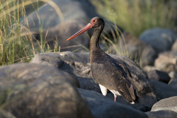 Black Stork in Ranthambhore N.P. - India