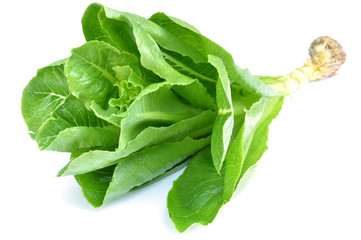 lettuce on white background