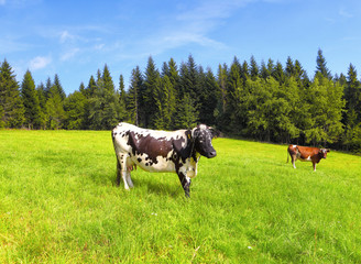 Cows on a summer pasture
