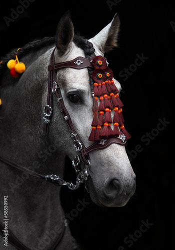 a wonderful experience of competing in the horse show a wonderful experience of competing in the horse show