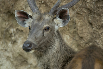 Portrait of a Sambar Deer