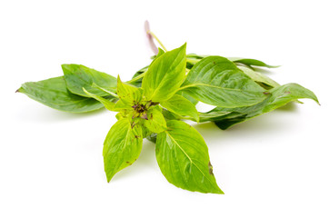 Obraz premium Sweet basil