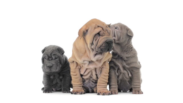 Three shar pei puppies sitting and looking around