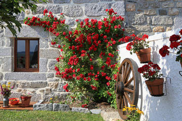 Fototapeta na wymiar beau rosier devant façade en pierre de granit