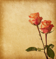Old worn paper with two roses