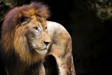 Lion portrait