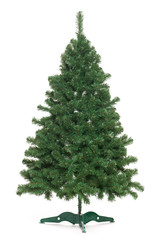 Undecorated Christmas tree - 58553905