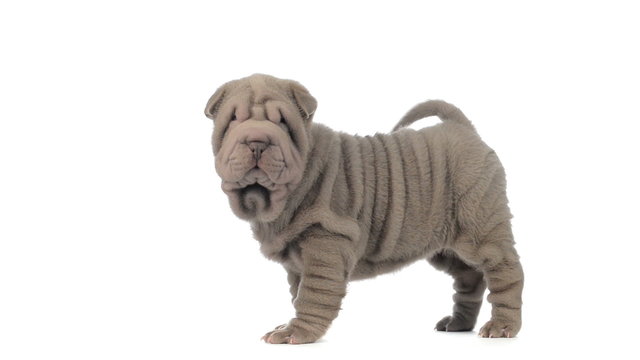 Sharpei puppy standing and looking around