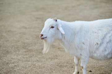 Obraz premium ヤギのポートレート