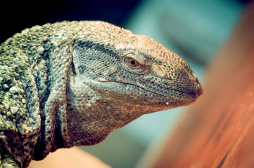 Portrait de varan aquatique