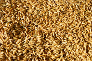 Oats as a background