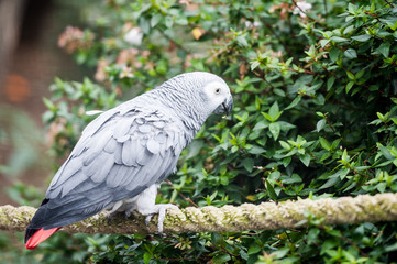 Perroquet gris du gabon