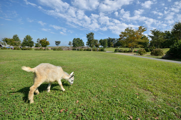 ヤギのポートレート