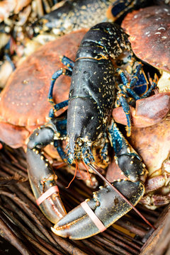 Fresh lobster in fishing basket