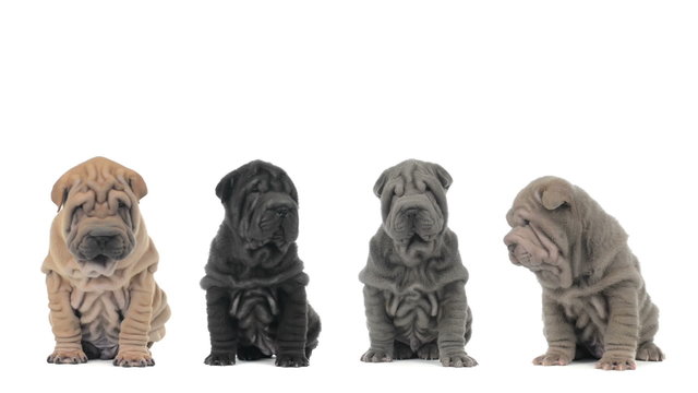 Four shar pei puppies sitting and looking around