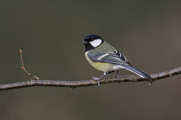 Fototapeta premium Great tit, Parius major