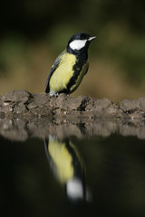 Great tit, Parius major