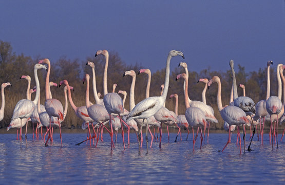 Fototapeta Greater flamingo, Phoenicopterus ruber