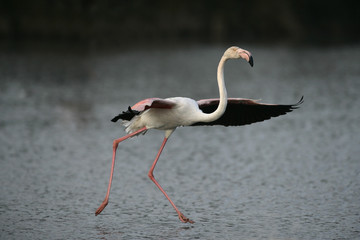 Fototapeta premium Greater flamingo, Phoenicopterus ruber