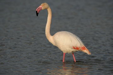 Greater flamingo, Phoenicopterus ruber
