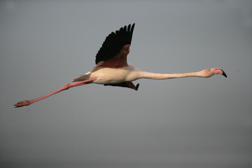 Obraz premium Greater flamingo, Phoenicopterus ruber