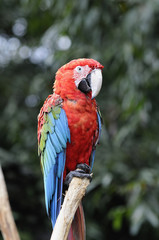 アカコンゴウインコ