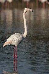 Greater flamingo, Phoenicopterus ruber